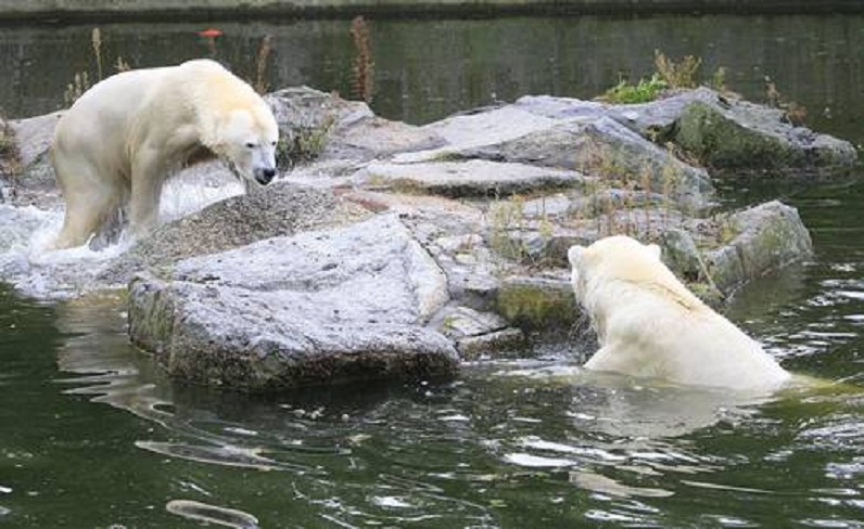 ベルリン動物園のトロール（札幌・円山動物園、キャンディの兄）がトスカ（クヌートの母）と初顔合わせ_a0151913_4101144.jpg