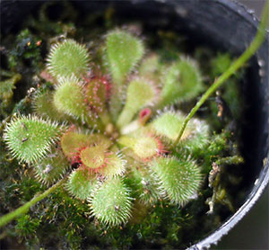 Drosera natalensisその後いかがですか_e0168016_13104712.jpg