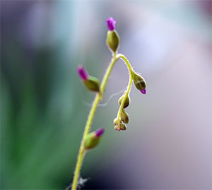 Drosera natalensisその後いかがですか_e0168016_1395450.jpg