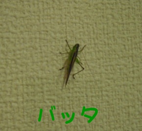 c0166622_8531047.jpg