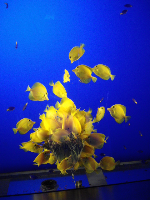 2011年 夏旅行 ~夢が一つ叶いました@鳥羽水族館~_d0104926_623663.jpg