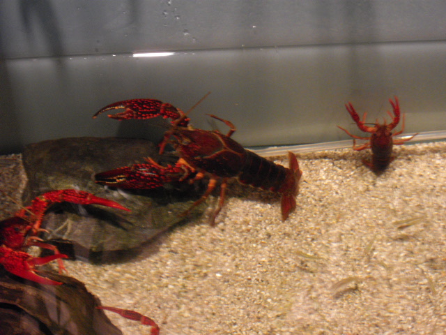 2011年 夏旅行 ~夢が一つ叶いました@鳥羽水族館~_d0104926_6282491.jpg