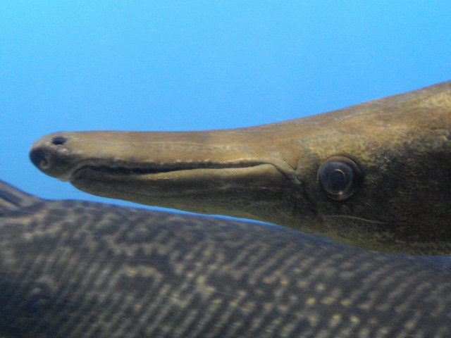 2011年 夏旅行 ~夢が一つ叶いました@鳥羽水族館~_d0104926_628545.jpg
