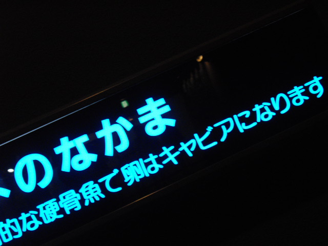 2011年 夏旅行 ~夢が一つ叶いました@鳥羽水族館~_d0104926_6302327.jpg