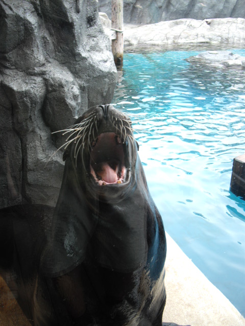 2011年 夏旅行 ~夢が一つ叶いました@鳥羽水族館~_d0104926_631494.jpg