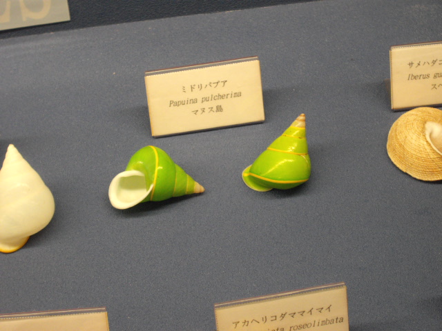 2011年 夏旅行 ~夢が一つ叶いました@鳥羽水族館~_d0104926_635914.jpg