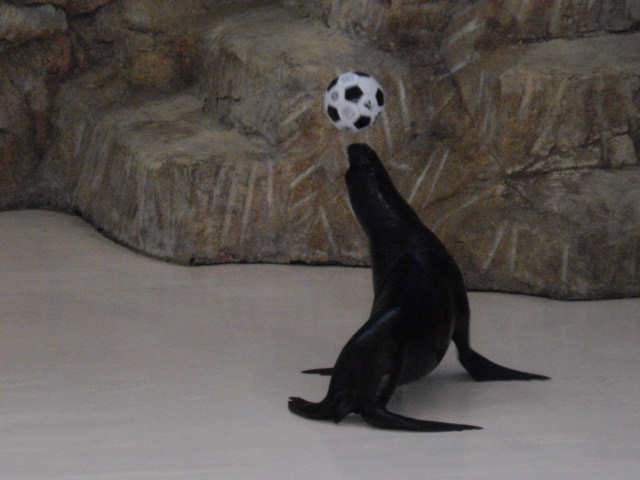 2011年 夏旅行 ~夢が一つ叶いました@鳥羽水族館~_d0104926_637291.jpg