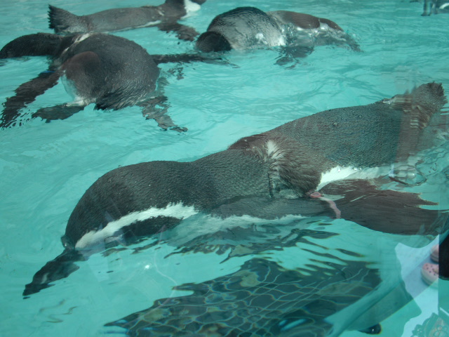 2011年 夏旅行 ~夢が一つ叶いました@鳥羽水族館~_d0104926_6453486.jpg