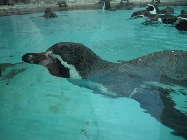 2011年 夏旅行 ~夢が一つ叶いました@鳥羽水族館~_d0104926_6464591.jpg