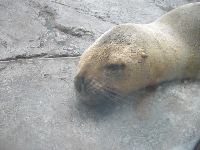 2011年 夏旅行 ~夢が一つ叶いました@鳥羽水族館~_d0104926_6472066.jpg