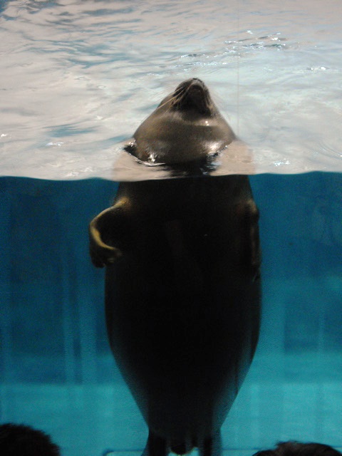 2011年 夏旅行 ~夢が一つ叶いました@鳥羽水族館~_d0104926_648010.jpg