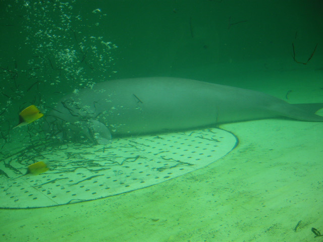 2011年 夏旅行 ~夢が一つ叶いました@鳥羽水族館~_d0104926_6491459.jpg