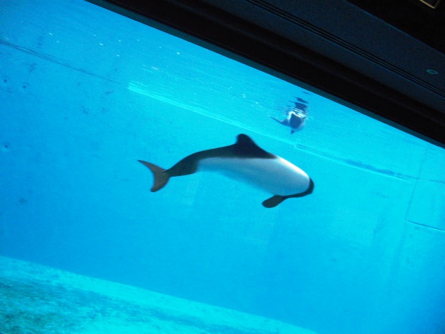 2011年 夏旅行 ~夢が一つ叶いました@鳥羽水族館~_d0104926_650598.jpg