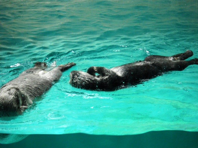 2011年 夏旅行 ~夢が一つ叶いました@鳥羽水族館~_d0104926_6512927.jpg
