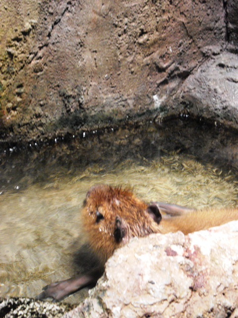 2011年 夏旅行 ~夢が一つ叶いました@鳥羽水族館~_d0104926_6522963.jpg