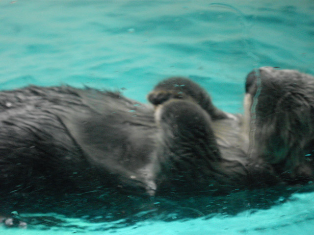 2011年 夏旅行 ~夢が一つ叶いました@鳥羽水族館~_d0104926_652456.jpg