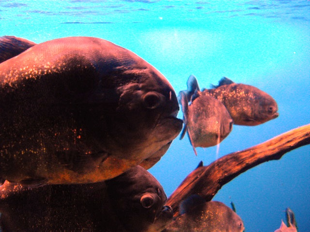 2011年 夏旅行 ~夢が一つ叶いました@鳥羽水族館~_d0104926_654866.jpg
