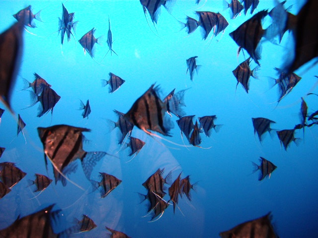 2011年 夏旅行 ~夢が一つ叶いました@鳥羽水族館~_d0104926_6553134.jpg