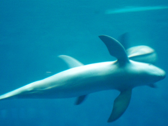 2011年 夏旅行 ~夢が一つ叶いました@鳥羽水族館~_d0104926_657537.jpg