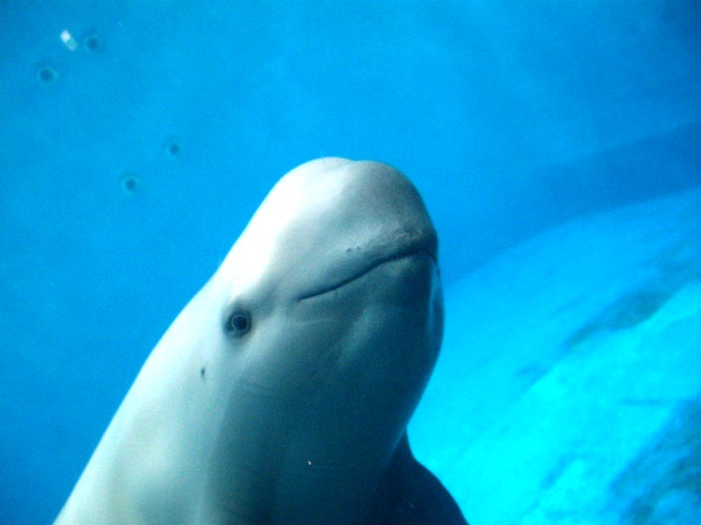 2011年 夏旅行 ~夢が一つ叶いました@鳥羽水族館~_d0104926_6585066.jpg