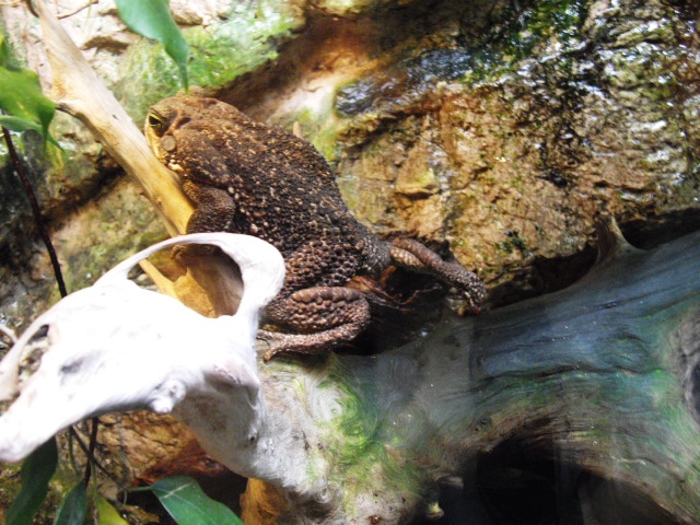 2011年 夏旅行 ~夢が一つ叶いました@鳥羽水族館~_d0104926_720943.jpg