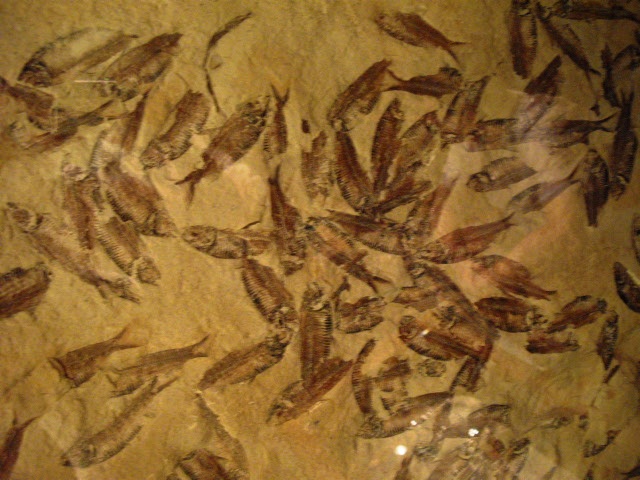 2011年 夏旅行 ~夢が一つ叶いました@鳥羽水族館~_d0104926_782753.jpg