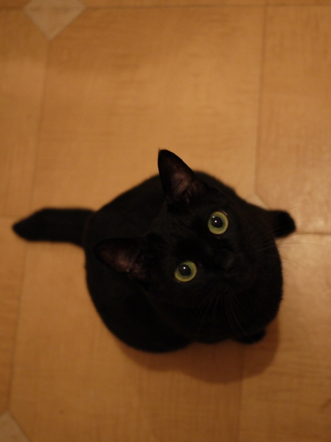 ぱちくり猫 のぇる編。_a0143140_2304055.jpg