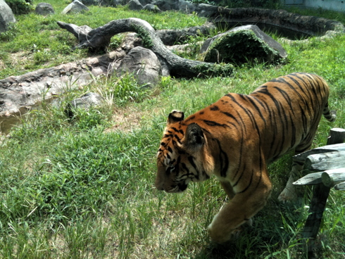 （徳島名所）とくしま動物園_f0111040_6173177.jpg