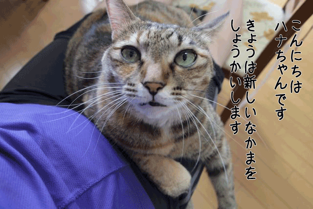 f0116546_20281061.gif