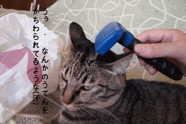 f0116546_20305629.gif