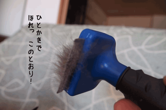 f0116546_2123672.gif