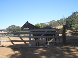 Napa　09/11　－ Jarvis, Mumm, Rust Ridge, Castello di Amorosa_a0124555_9779.jpg