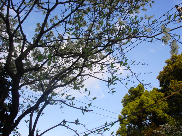 f0208355_84237.jpg