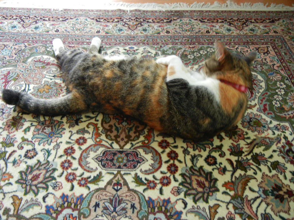 2011年9月7日(水)カボチャが木に登った!_f0060461_11212462.jpg