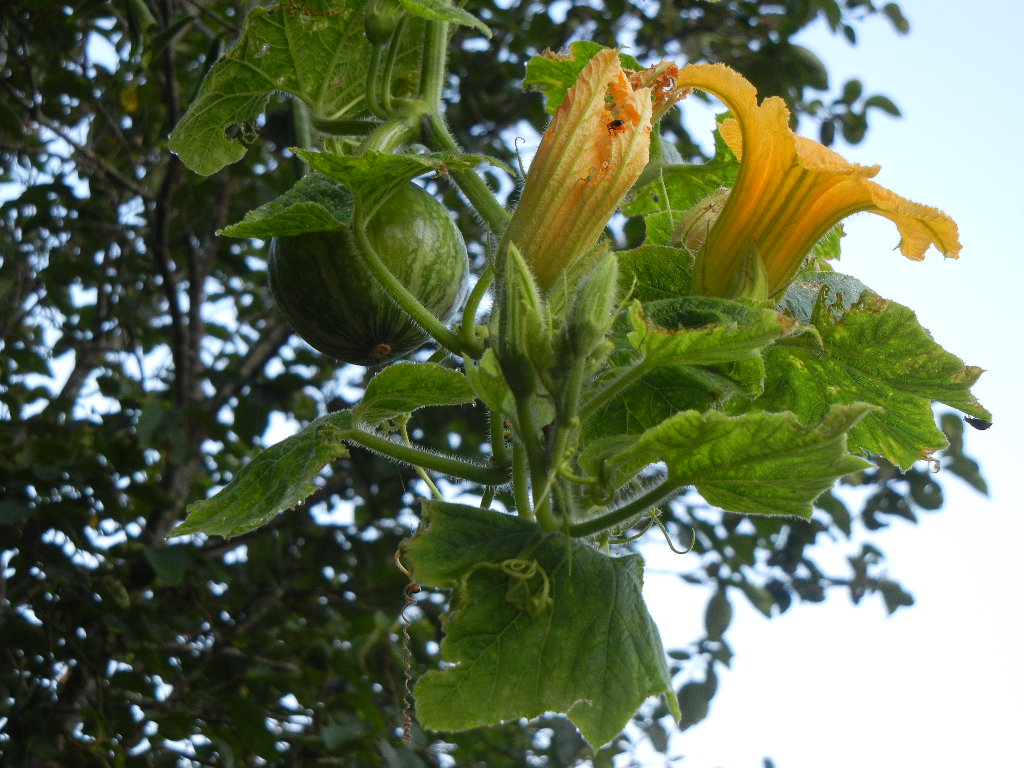 2011年9月7日(水)カボチャが木に登った!_f0060461_1164072.jpg
