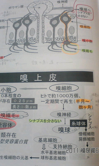 女性職人の内田が、臭気鑑定士の資格取得を目指します！_d0147165_11471324.jpg