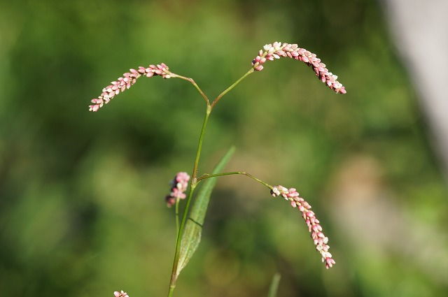 秋の野の花　２_e0181373_20133522.jpg