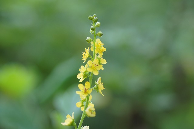 秋の野の花　２_e0181373_20134292.jpg