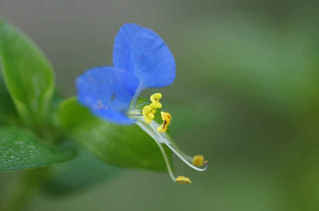 秋の野の花　２_e0181373_20135250.jpg