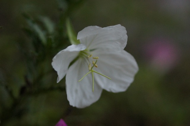 秋の野の花　２_e0181373_2014871.jpg