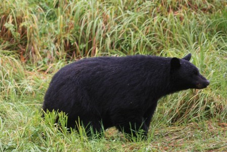 アラスカ･クルーズ旅行＜６日目＞ケチカンでクマに逢う_a0100975_1214859.jpg