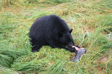 アラスカ･クルーズ旅行＜６日目＞ケチカンでクマに逢う_a0100975_12523968.jpg