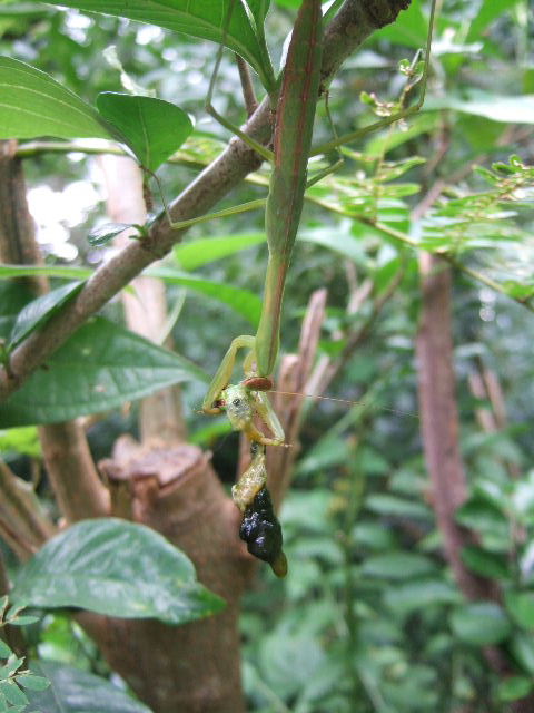 食事中のカマキリ、ルリタテハの幼虫・・・　　２０１１．９．７_c0153880_21214389.jpg