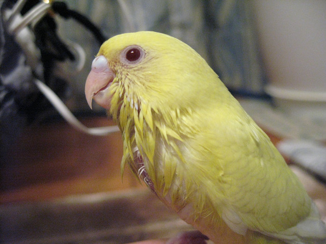 セキセイインコ 下克上