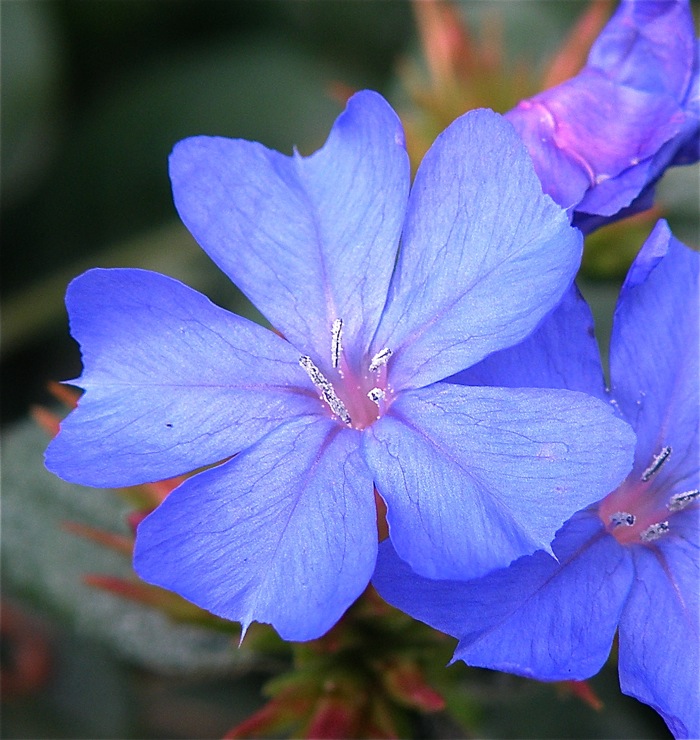 ルリマツリモドキの花弁について知ったこと_d0006690_18585919.jpg