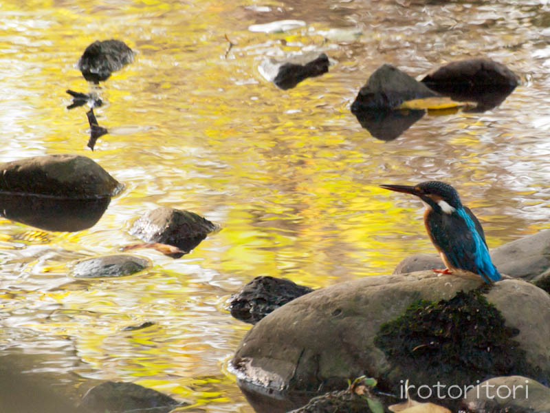 根川緑道　カワセミ　　2011/09/07_d0146592_23105929.jpg