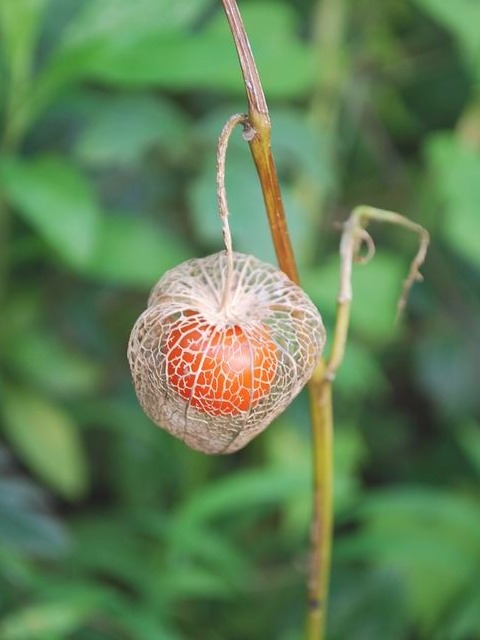 e0025300_16405924.jpg