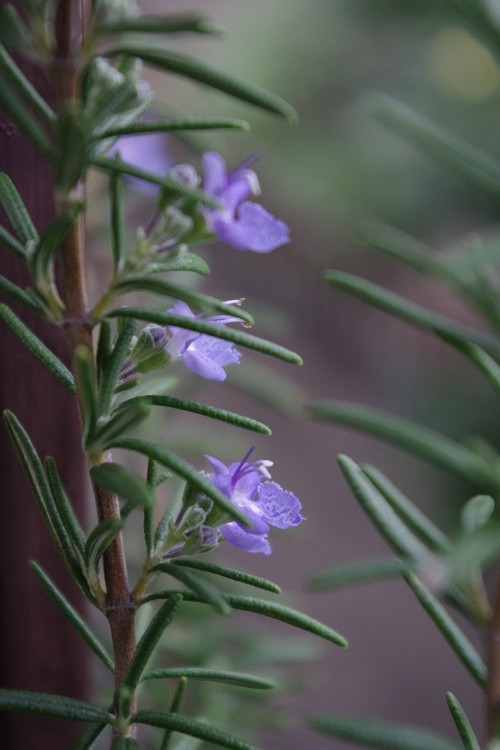 c0147909_862916.jpg