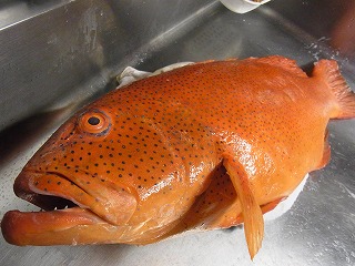 さえずり と 赤セミ_f0157910_1342138.jpg