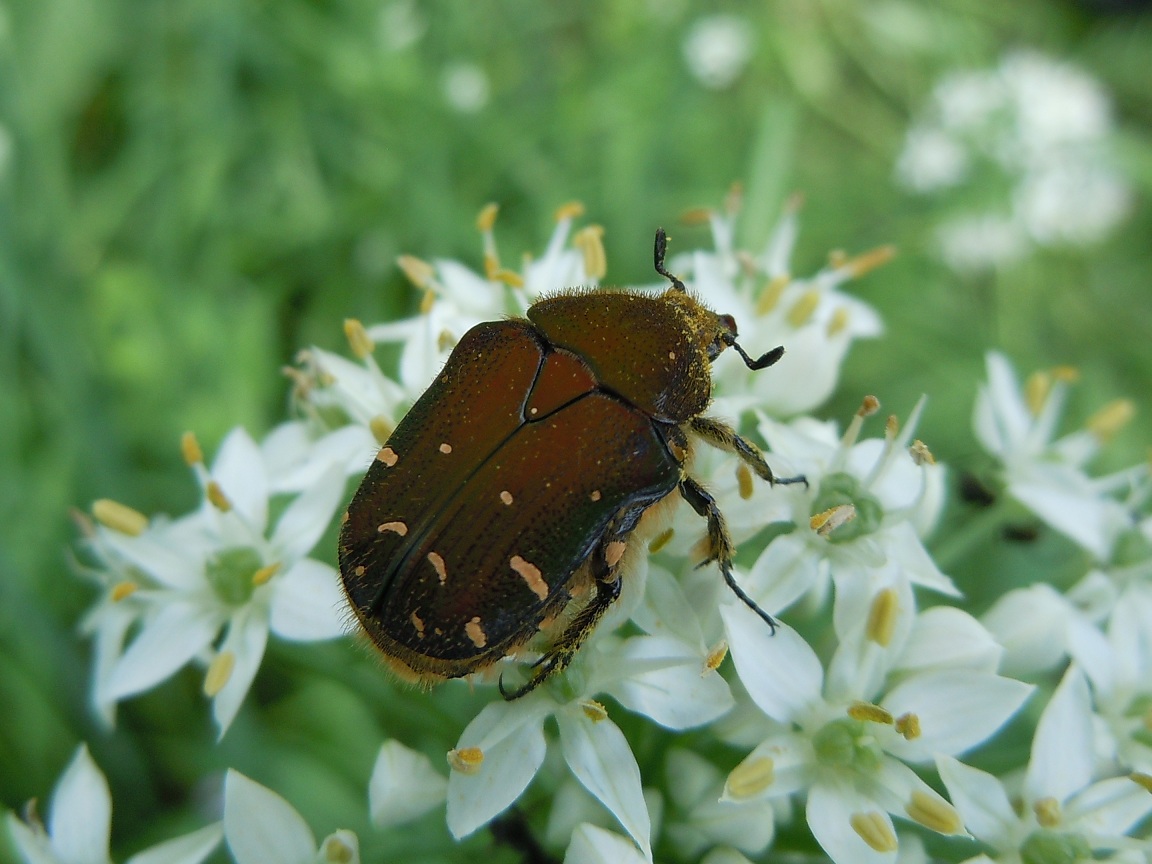 コアオハナムグリ 小青花潜 という名の甲虫 椿壽菴だより